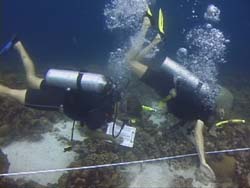 Netherlands Antilles
Curacao Reef Check.

Volunteers busy with the reef survey, noting bottom cover along a transect line.