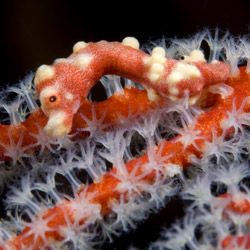 Pygmy seahorse (Hippocampus bargibanti) by Jeff Yonover