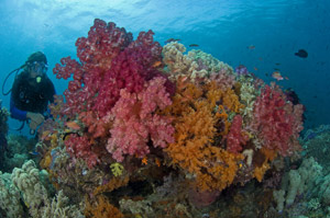 Indonesia reefscape by Jeff Yonover
