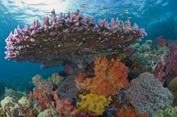colorful coral photo by Raja Ampat