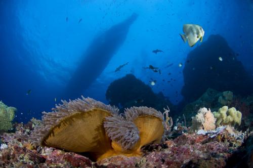 Papua New Guinea reefscape by Jeff Yonover