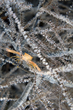 Crab on Black Coral, Southern Rinca Island, Indonesia, by Jeff Yonover