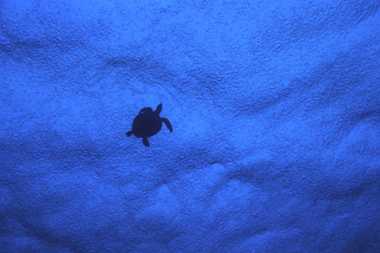 Hawksbill Turtle by Jeff Yonover