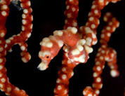 Pygmy Seahorse, Indonesia, by Jeff Yonover