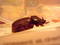 Beetle