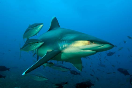 Shark, Fiji