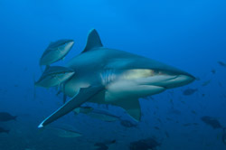 Fiji sharks by Jeff Yonover