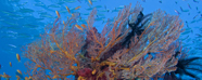 Fiji by Jeff Yonover