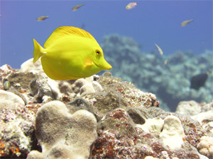 Yellow Tang
