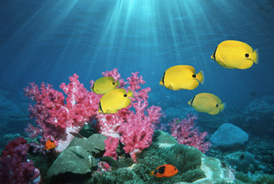School of Butterflyfish