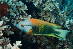 Slingjaw Wrasse (Epibulus insidiator)