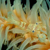 Wire Coral Shrimp by Lucy Wu