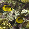 Pair of Red Sea raccoon butterflyfish (Chaetodon fasciatus) near the Brother Islands in the Red Sea by Alessandro Donà