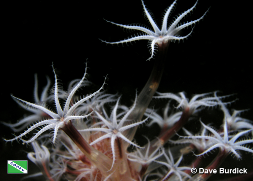 Xeniid soft coral, Anilau, Philippines by Dave Burdick Xeniid soft coral, Anilau, Philippines by Dave Burdick