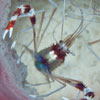 Banded Coral Shrimp (Stenopus hispidus), Jason Spitz