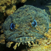Leopard toadfish (Opsanus pardus)