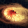 Peppermint shrimp (<i>Lysmata wurdemanni</i>) in a vase sponge (<i>Callyspongia vaginalis</i>), William Goodwin