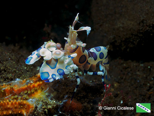 Harlequin shrimp (Hymenocera elegans) near Tulamben, Bali Island Harlequin shrimp (Hymenocera elegans) near Tulamben, Bali Island