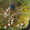 Banded coral shrimp (Stenopus hispidus) and green moray eel (Gymnothorax funebris), taken near the East End of Grand Cayman.