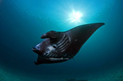 Manta ray, Indonesia, by Jeff Yonover