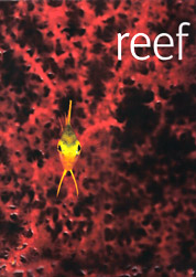 Reef Book Cover