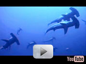 reef video