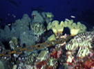 Anchor Damage