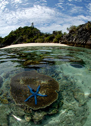 starfish raja ampat