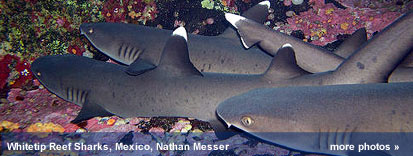 photos from MesoAmerican Reef